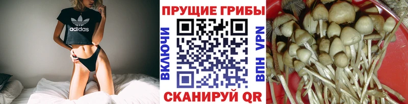 дарнет шоп  Каменногорск  Галлюциногенные грибы Psilocybe 